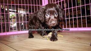 Maybe you would like to learn more about one of these? Puppies For Sale Local Breeders Perfect Boykin Spaniel Puppies For Sale Georgia At Lawrenceville Puppies For Sale Local Breeders