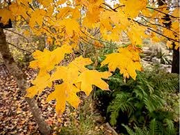 Image result for bigtooth maple