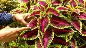 Image result