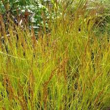 Image result for Genlisea africana