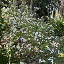 Image result for Tabernaemontana divaricata