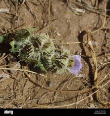 Image result for Blepharis diversispina