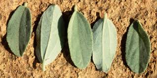 Image result for Grewia flava