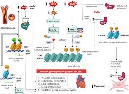 Interplay of Reactive Oxygen Species (ROS) and Epigenetic Remodelling in  Cardiovascular Diseases Pathogenesis: A Contemporary Perspective