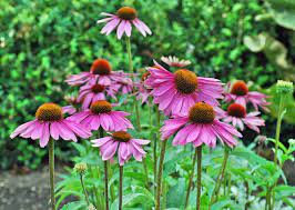 Coneflower Care Growing And Planting Purple Coneflower Plants Planting Flowers Perennials