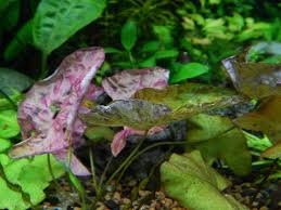 Image result for Nymphaea maculata