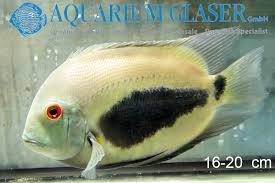 Bienvenidos al twitter oficial de la intendencia de río negro. Uaru Amphiacanthoides Wild Aquarium Glaser Gmbh