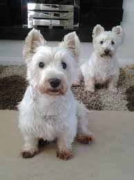 All dogs are vet checked, neutered or spayed before being matched to their forever homes and families. Adoption Westies In Need