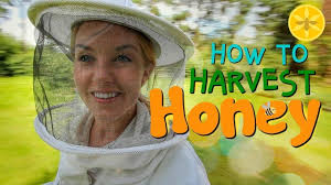 How to Harvest Honey!