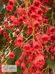 Image result for Brachychiton