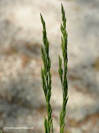 Image result for Hyparrhenia gazensis