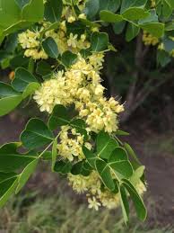 Image result for Acacia haematoxylon
