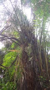 Image result for Raphia ruwenzorica