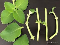 Image result for Coleus amboinicus