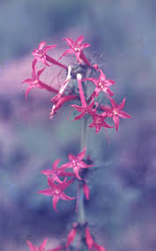 Image result for Gomphocarpus tenuifolius