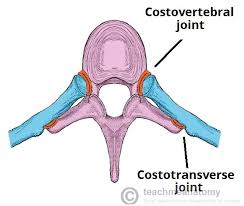 The nomenclature of the costal veins is the same as the arteries. The Ribs Rib Cage Articulations Fracture Teachmeanatomy