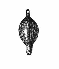 Image result for Scleria laxiflora