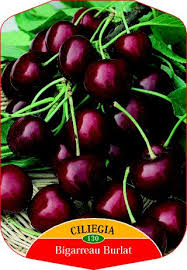 162449 bigarreau precoce de burlat. Ciliegio Bigarreau Burlat Vendita Online Vivai Spallacci