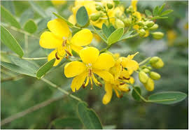 Image result for Senna occidentalis