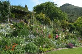 With front, middle and back varieties to choose from, shope the range online today perennial border plants will give you years of colour and interest in your garden. Our Garden