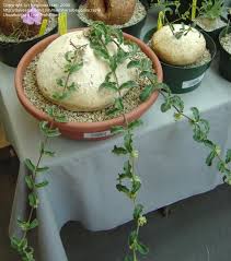 Image result for Raphionacme