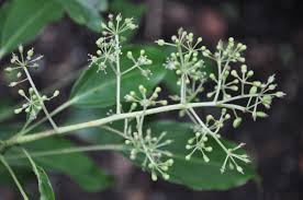 Image result for Astropanax goetzenii