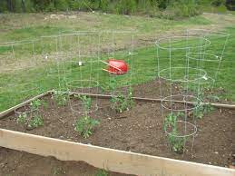 Tomato blight requires the diseased plant to be removed from the garden and disposed of in the. Growing Tomato In Raised Beds The Easiest And The Most Effective Steps