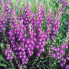 Scutellaria Baicalensis Oriental Blue Perennial Seeds