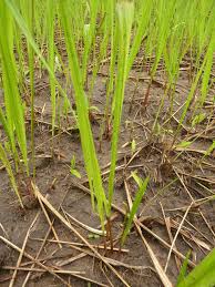 Image result for Isachne kiyalaensis