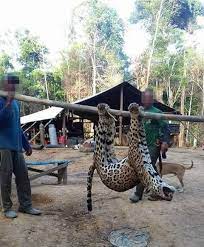 Wild Jaguars Cruelly Poached To Fuel Traditional Asian Medicine Trade World Animal Protection
