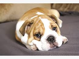 Is there a spca in durban south africa? Dolphin Coast Spca Animals In Need Of A Home This Holiday Season The Citizen