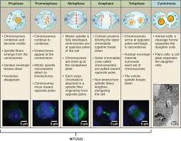 Animal cells are of various sizes and have irregular shapes. 1 3 Mitosis Biology Libretexts