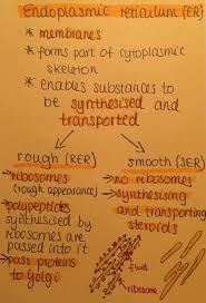 Biochemistry Basics Pogil Answer Key Quizlet Endoplasmic Reticulum Smooth Rough Diagrams Medical School Studying Study Biology Science Biology