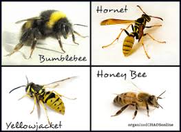 Black And White Wasp Sting Treatment The Bees Are Out There Be Careful Sting Prevention And Remedies Types Of Bees Bee Keeping Bee Sting