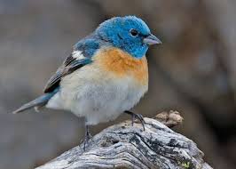 Small Green Bird With Red Spot On Head Lazuli Bunting List Of Birds Birds Bunting Bird