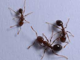One small critter that can be a big nuisance? How To Get Rid Of Summer Ants Prevent Summertime Ants