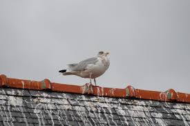 Some birds will sit nearby and practically shriek at you, or repeatedly fly at you. How To Get Rid Of Pigeons From Your Roof And Keep Them Away Pest Defence