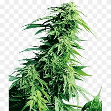 Sensi seeds have won more 1st. Sensi Seeds Cannabis Seed Bank Kush Cannabis Hemp Family Hindu Seeds Png Pngwing