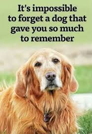 Check spelling or type a new query. 101 Dog Quotes 2021 Update