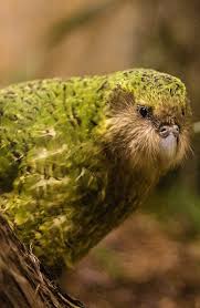 Birds That Cannot Fly In India Pin On I Love All God S Creatures