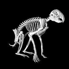 Rabbit Skeleton 3D Model - TurboSquid 1885807