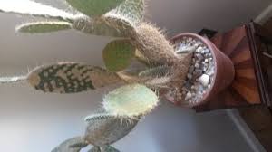 The doctor usually will turn off the eye with anesthetic drops and remove the object. Light Brown Patches On Paddle Cactus