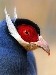 Bird With Red Head And Gray Body Pin On Put A Bird On It
