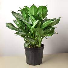 Now there are so many varieties, leaf sizes and shapes, and patterns of aglaonemas on the market. Chinese Evergreen Silver Bay 10 Pot House Plant Shop