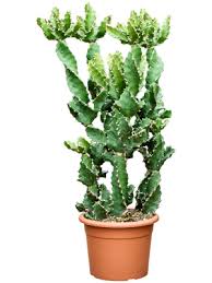 Image result for Euphorbia torta