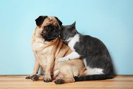 Do Pets Really Understand What We Say? - MyStart