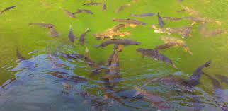 Ada beberapa latar lokasi yang disebutkan dalam legenda desa sungai jernih ini. Ikan Sakti Sungai Janiah Kalau Mati Dikafani Halaman All Kompasiana Com