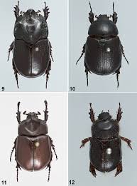 Image result for Pentodon