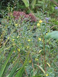 Image result for Heimia salicifolia