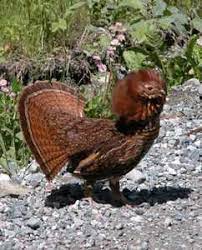 The ruffed grouse is the official state bird of pennsylvania. Pennsylvania State Bird Ruffed Grouse